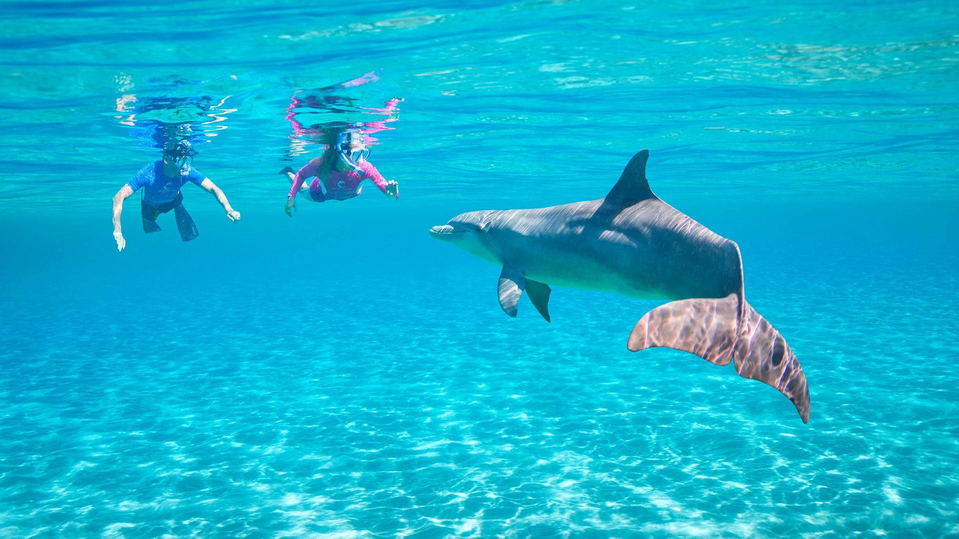 Dolphins and Snorkeling Trip